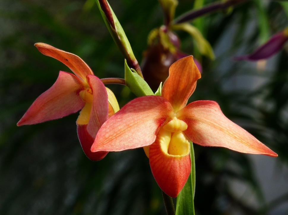 Free Image of Phragmipedium Orchid - Two Blooms 
