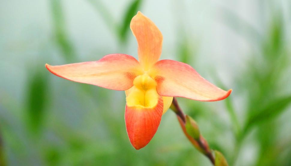 Free Image of Phragmipedium Orchid Bloom 
