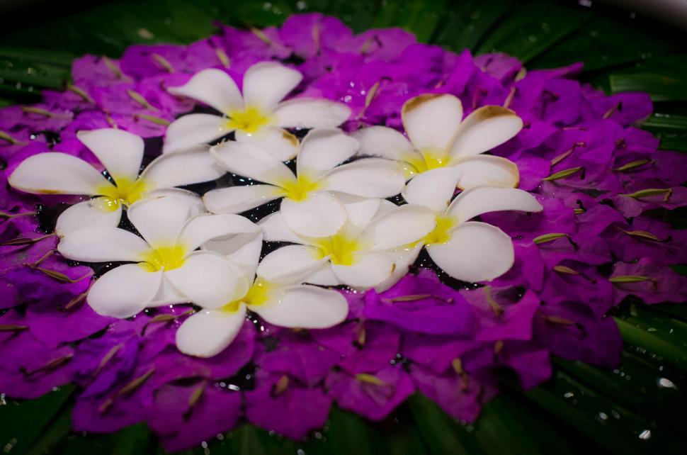 Free Image of White Plumeria in purple  