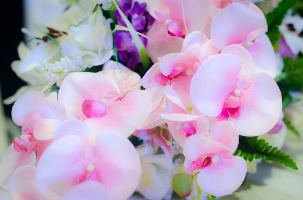 Free Image of Pink orchid Flower  