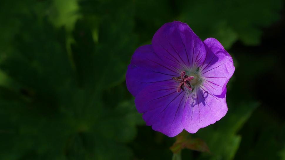 Free Image of Half shaded Geranuim Flower 