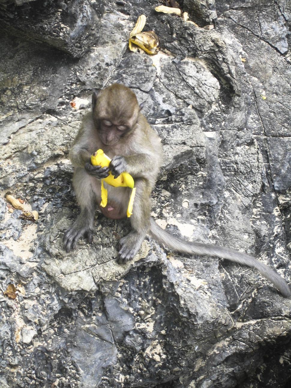 Free Image of monkey eating 