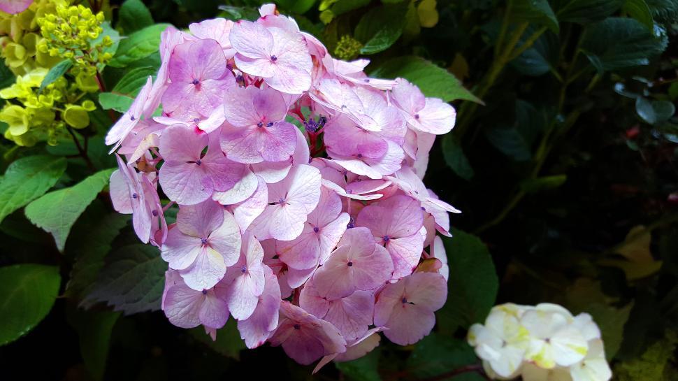 Free Image of Pink Hydrangea flower cluster 