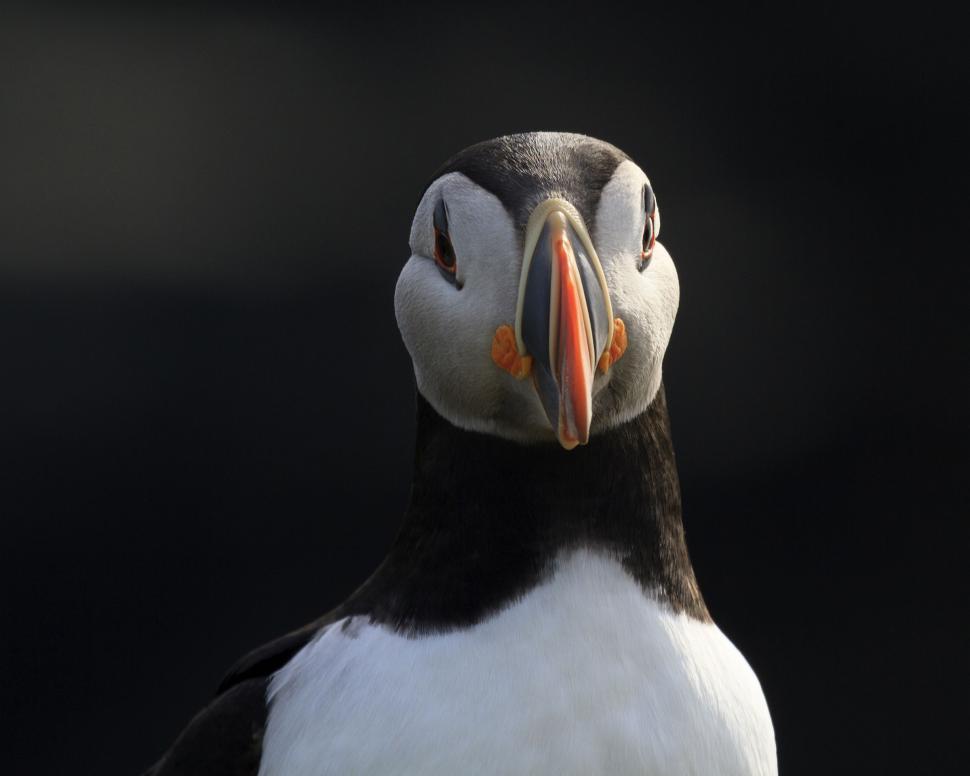 Free Image of Puffin portrait 