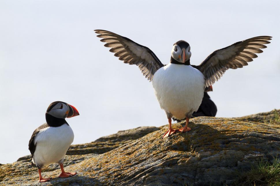Free Image of Puffins in sunlight 