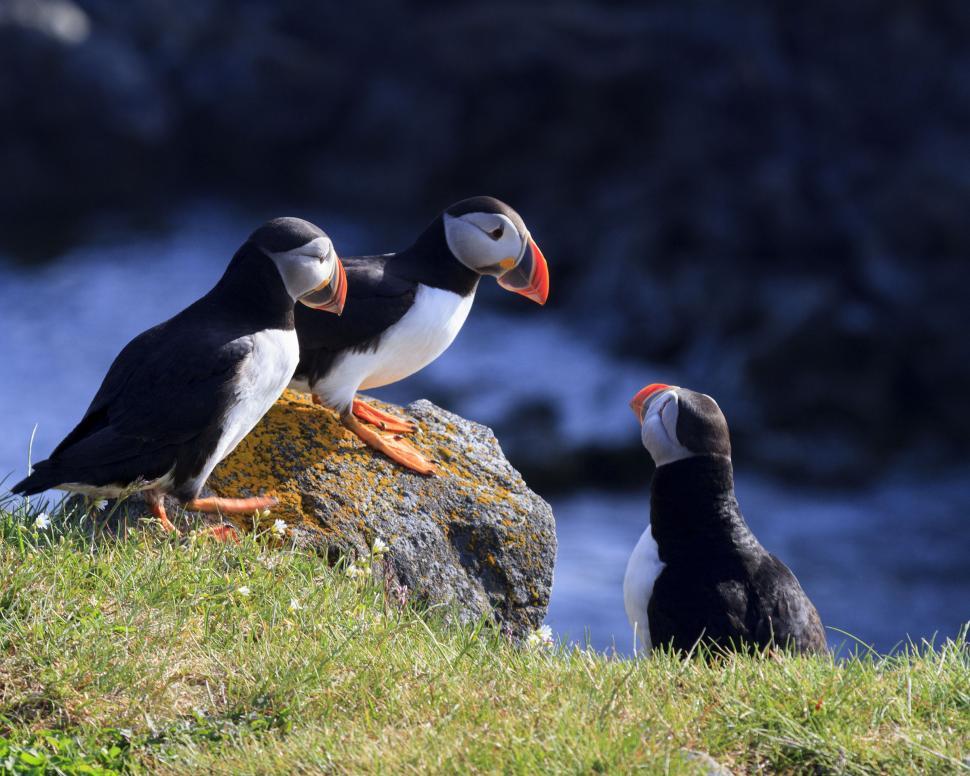 Free Image of Puffins on the rocks 