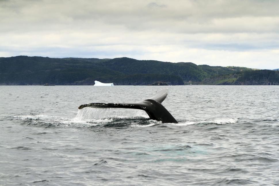 Free Image of whale tail  