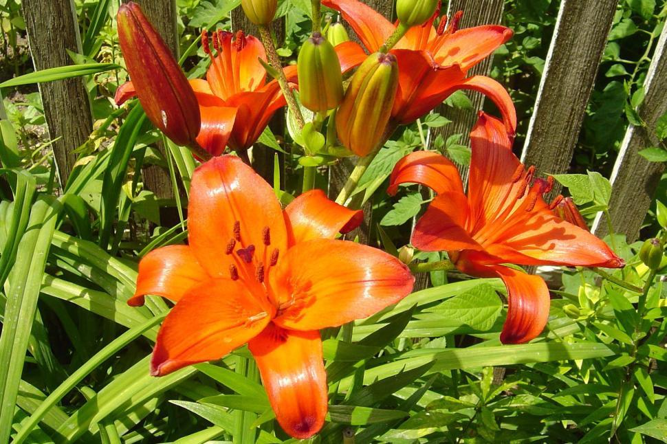 Free Image of Group of Orange Flowers in a Garden 