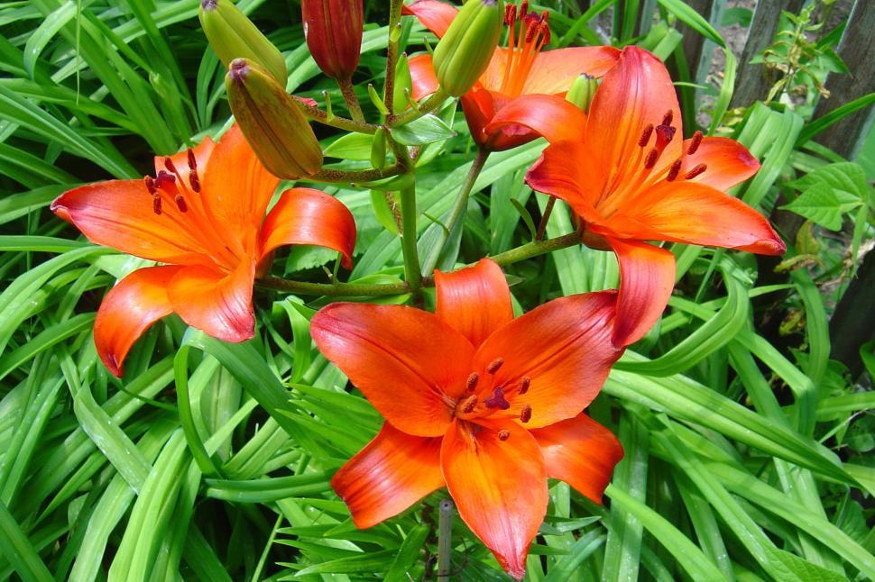 Free Image of Group of Orange Flowers in Garden 