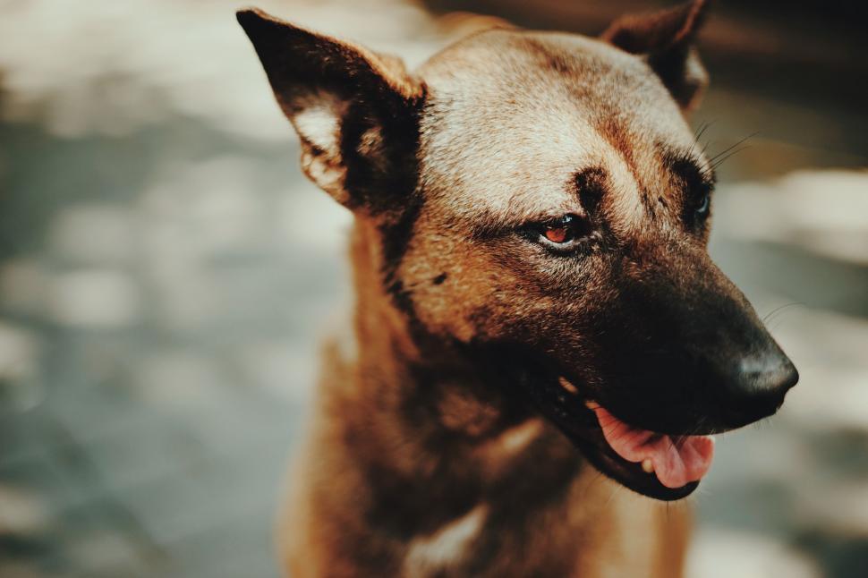 Free Image of Close Up of a Dog With Tongue Out 