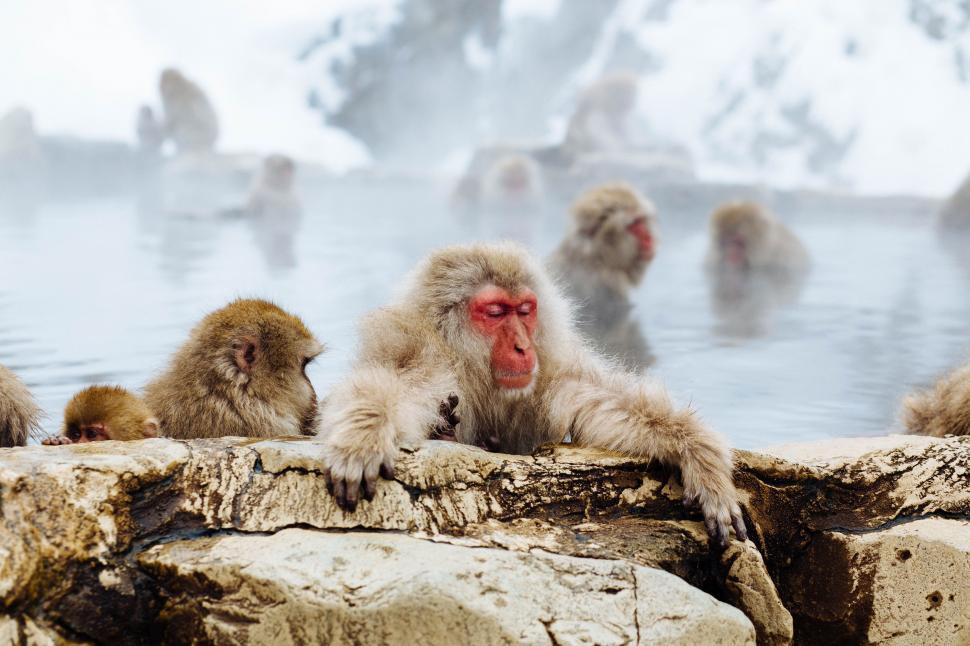 Free Image of Group of Monkeys Sitting on a Rock by Water 