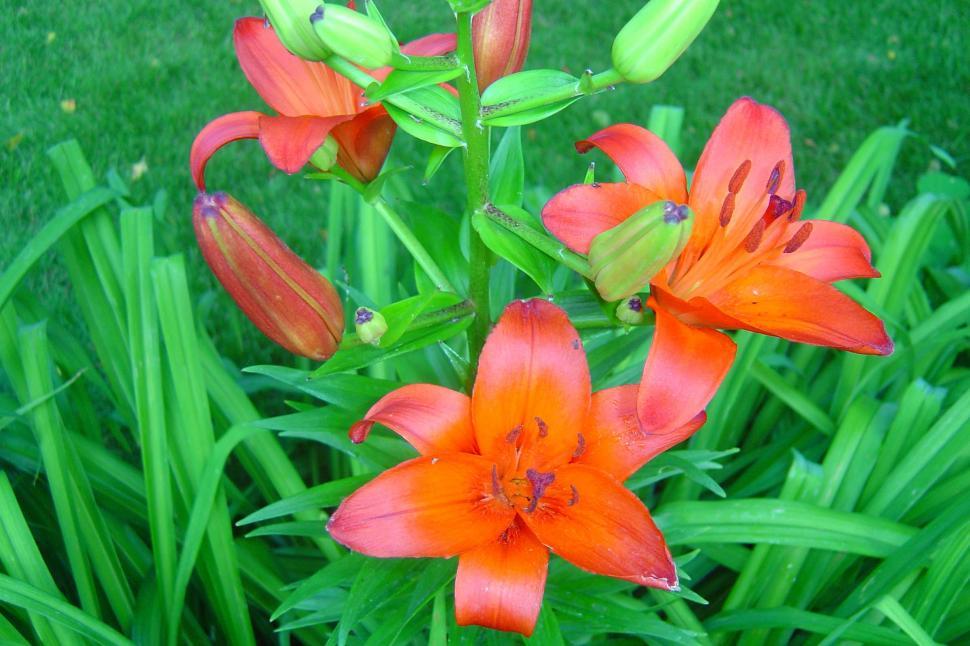 Free Image of Group of Orange Flowers on Lush Green Field 