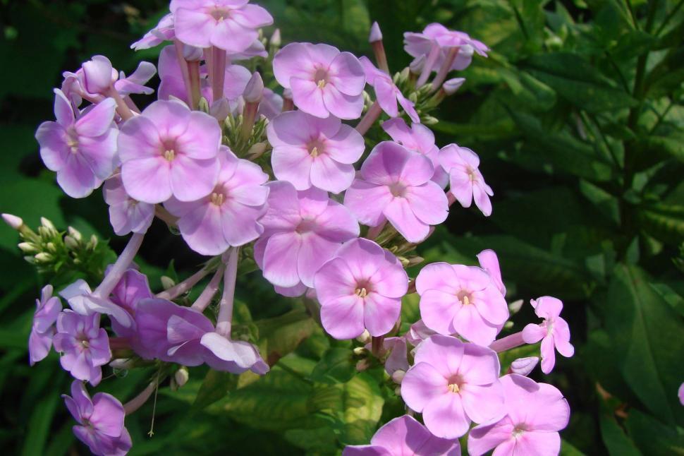 Free Image of Close-Up of Purple Flowers 
