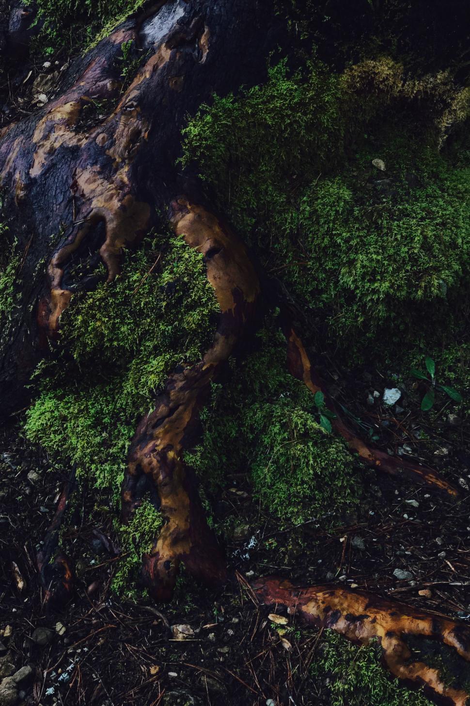 Free Image of Tree Covered With Moss 