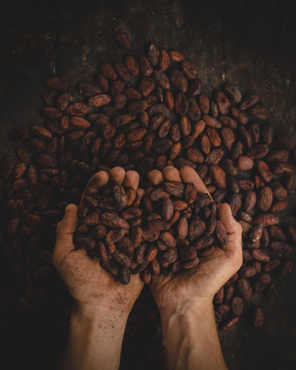 Free Image of Two Hands Holding a Pile of Coffee Beans 