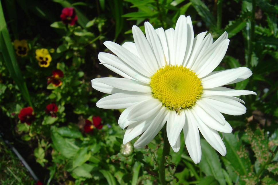 Free Image of Close Up of White and Yellow Flower 