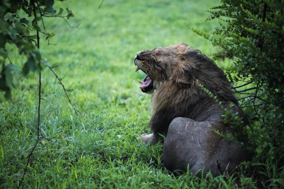 Free Image of Lion Sitting in Grass With Mouth Open 