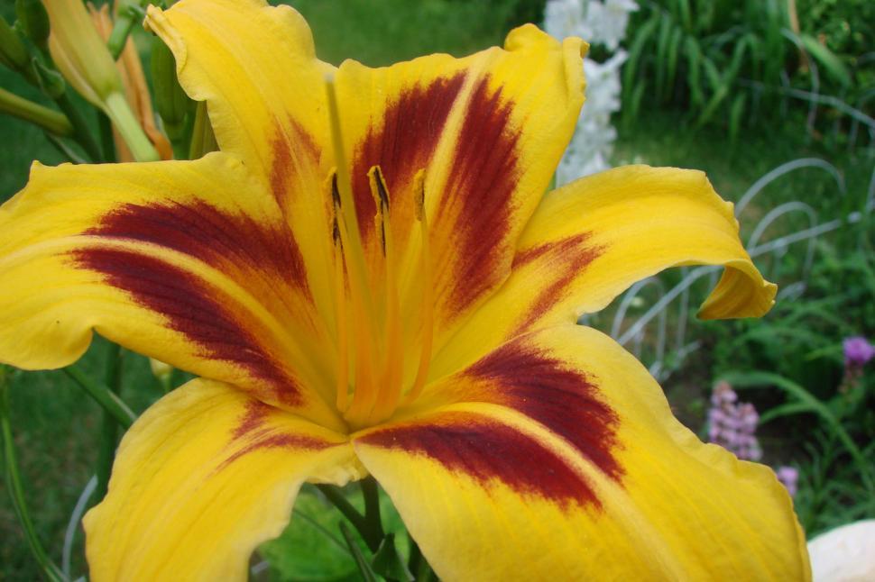 Free Image of Close Up of a Yellow and Red Flower 