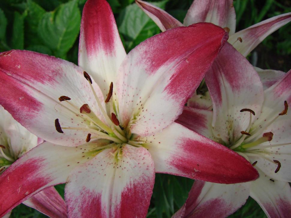 Free Image of Pink and White Day Lily 