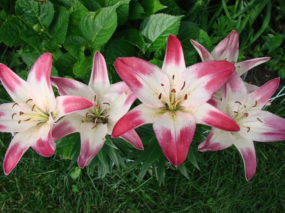 Free Image of Pink and White Day Lilies 