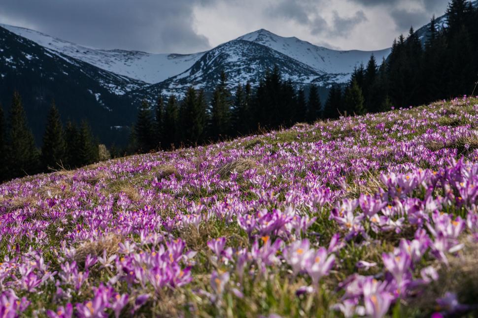 Free Image of Purple Flowers Field With Mountain Background 
