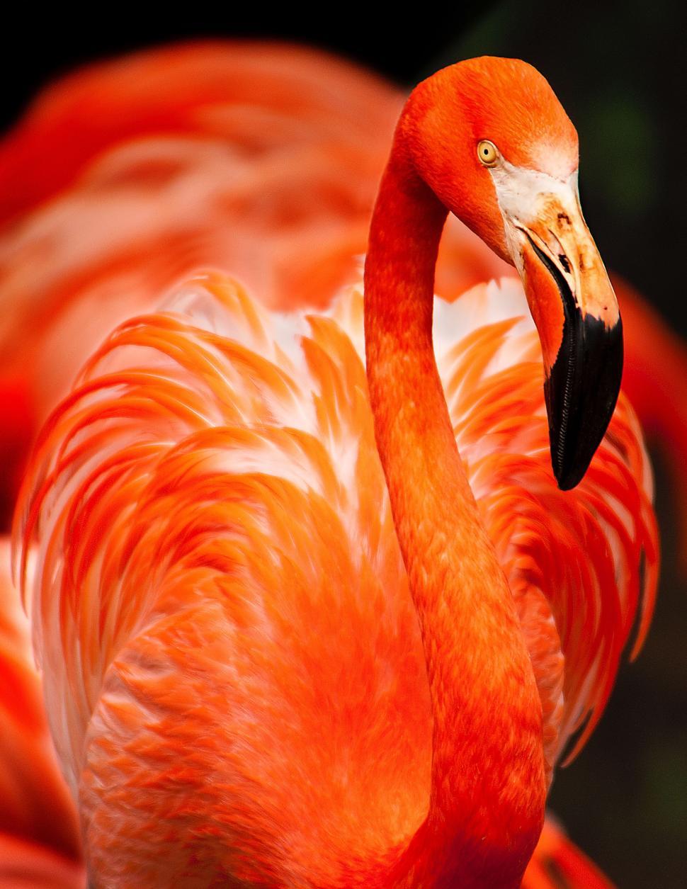 Free Image of Close Up of a Pink Flamingo Against Black Background 