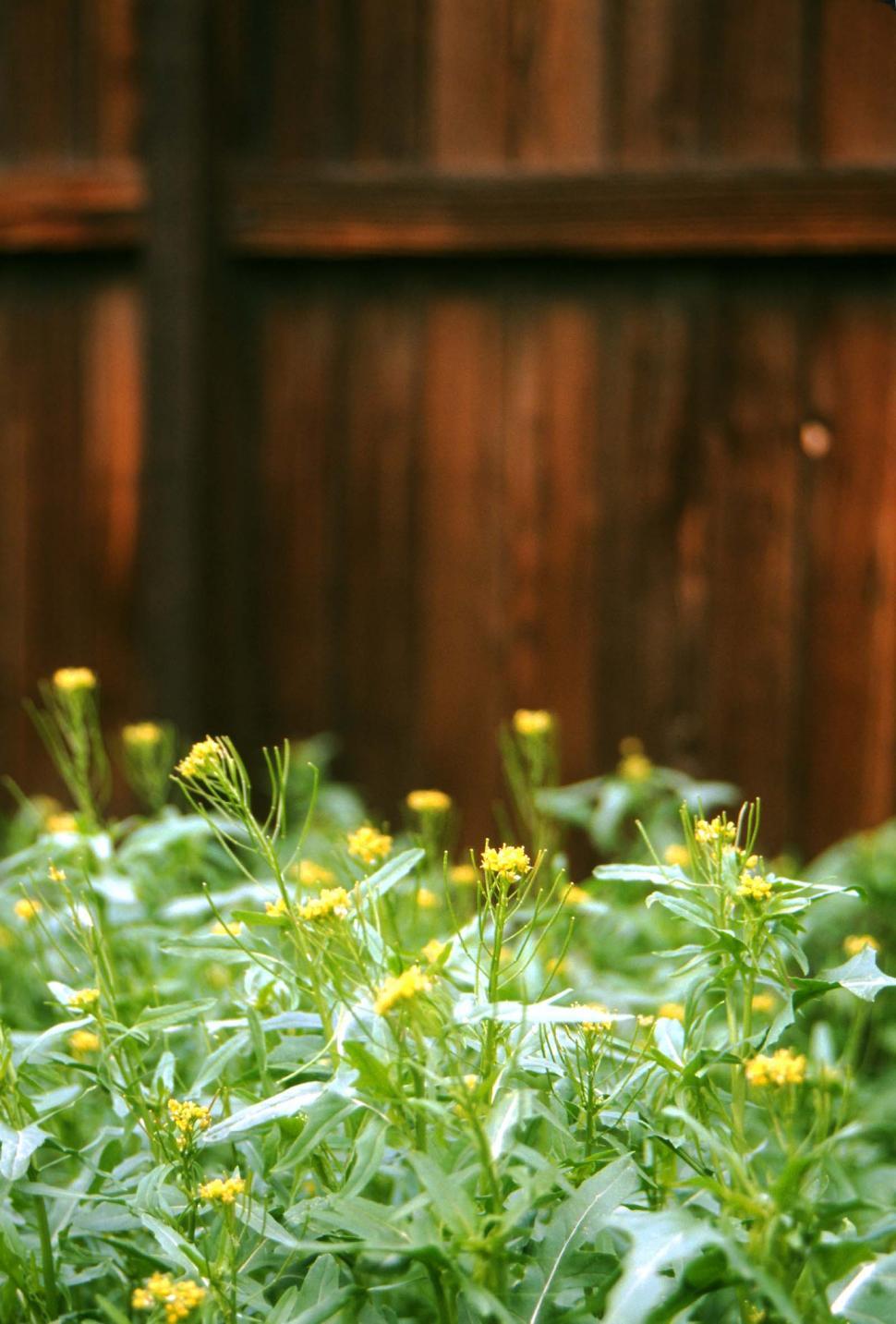 Free Image of Weeds and wooden fence 