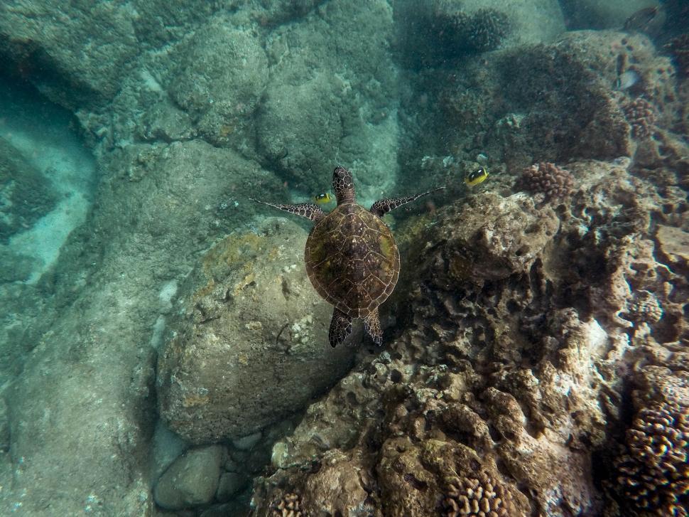 Free Image of Turtle Sitting on Rock in Ocean 