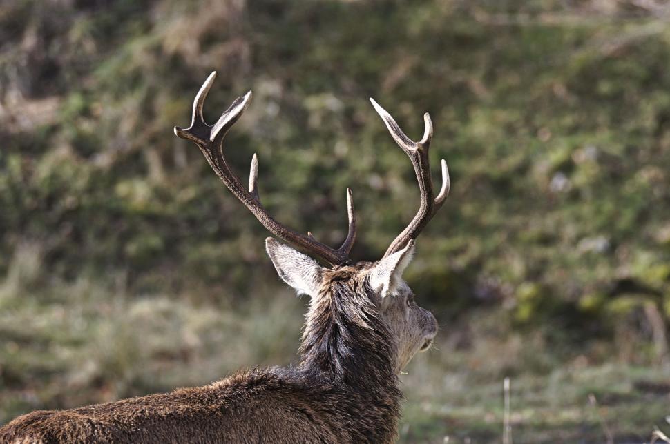 Free Image of Deer With Antlers Standing in a Field 