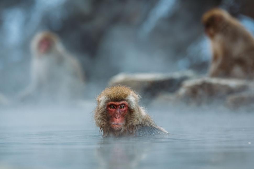 Free Image of Monkey Swimming in Hot Spring 