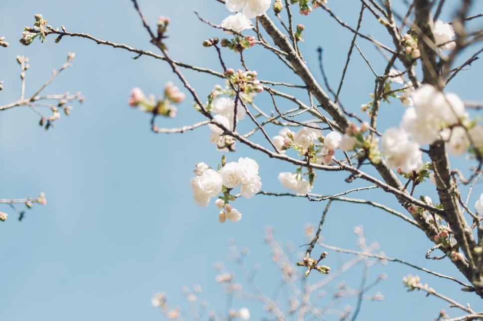 Free Image of White Flowered Tree Against Blue Sky 