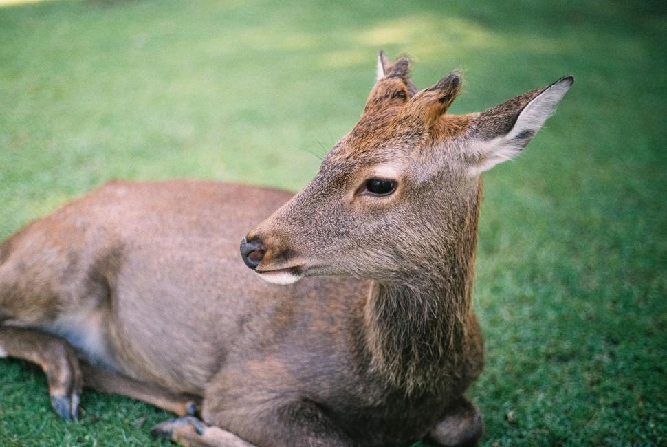 Free Image of Deer Resting on Lush Green Field 