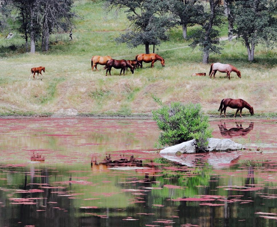 Free Image of Herd of Horses Grazing by Lake 
