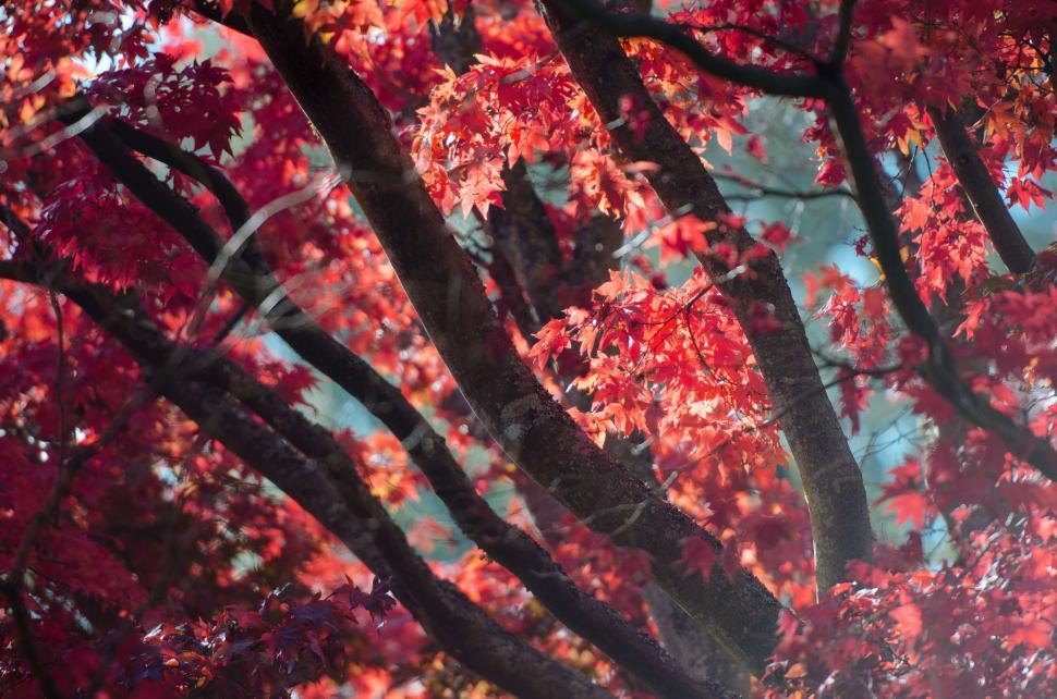 Free Image of Vibrant Red Tree Covered in Leaves 