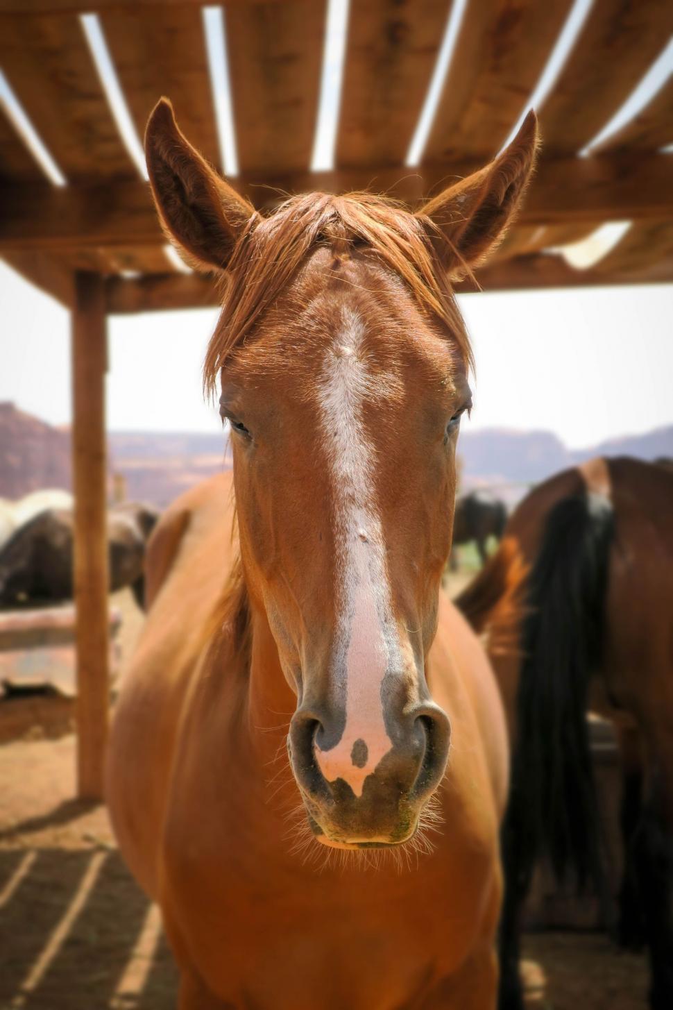 Free Image of Brown Horse Standing Under Wooden Structure 