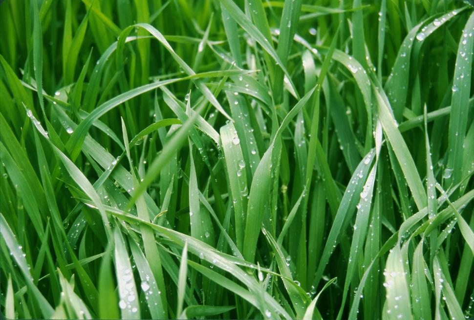 Free Image of Wet green grass 