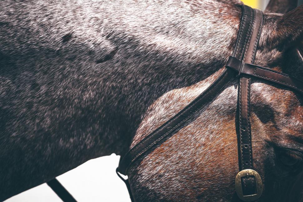 Free Image of Close Up of a Horses Head and Bridle 