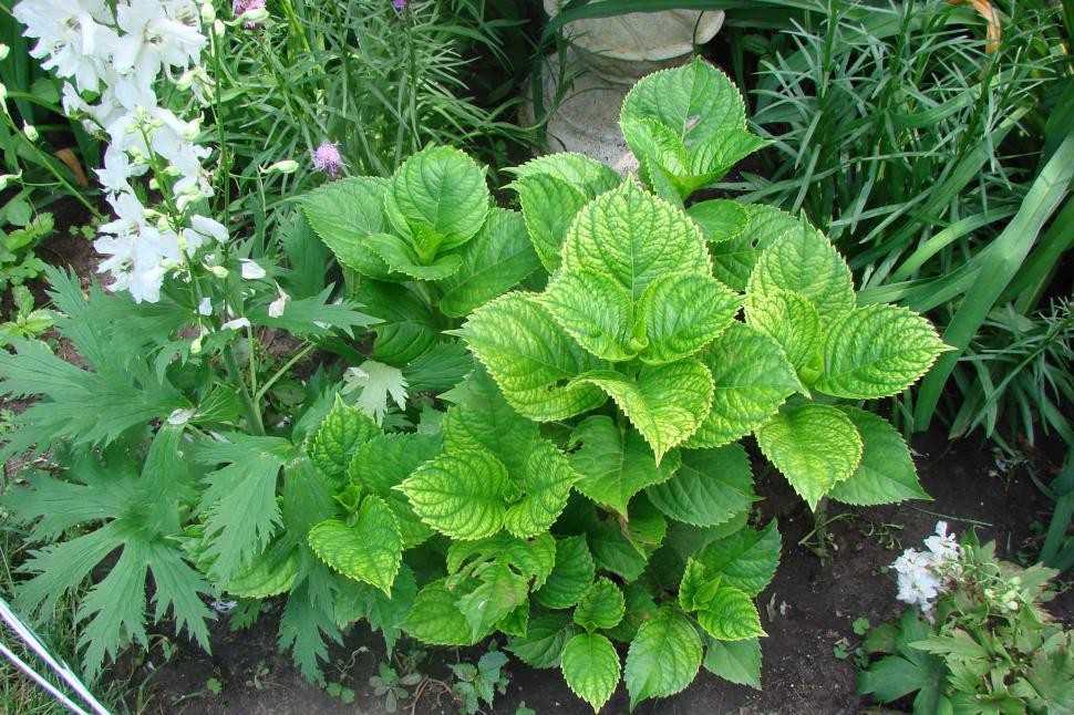 Free Image of Green Plant Standing in Middle of Garden 