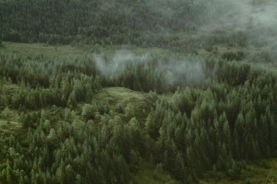 Free Image of Aerial View of Forest in Fog 