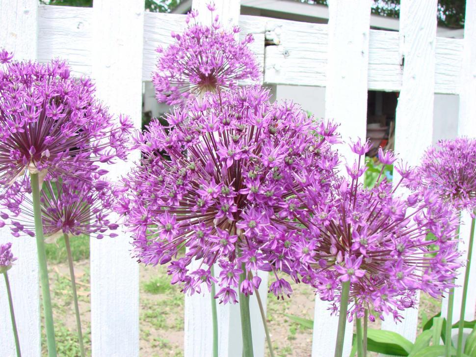 Free Image of Group of Purple Flowers in Front of White Fence 