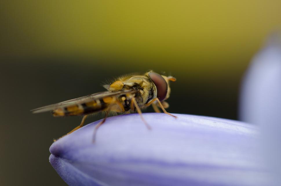 Free Image of Bee Feeding on Flower Nectar 