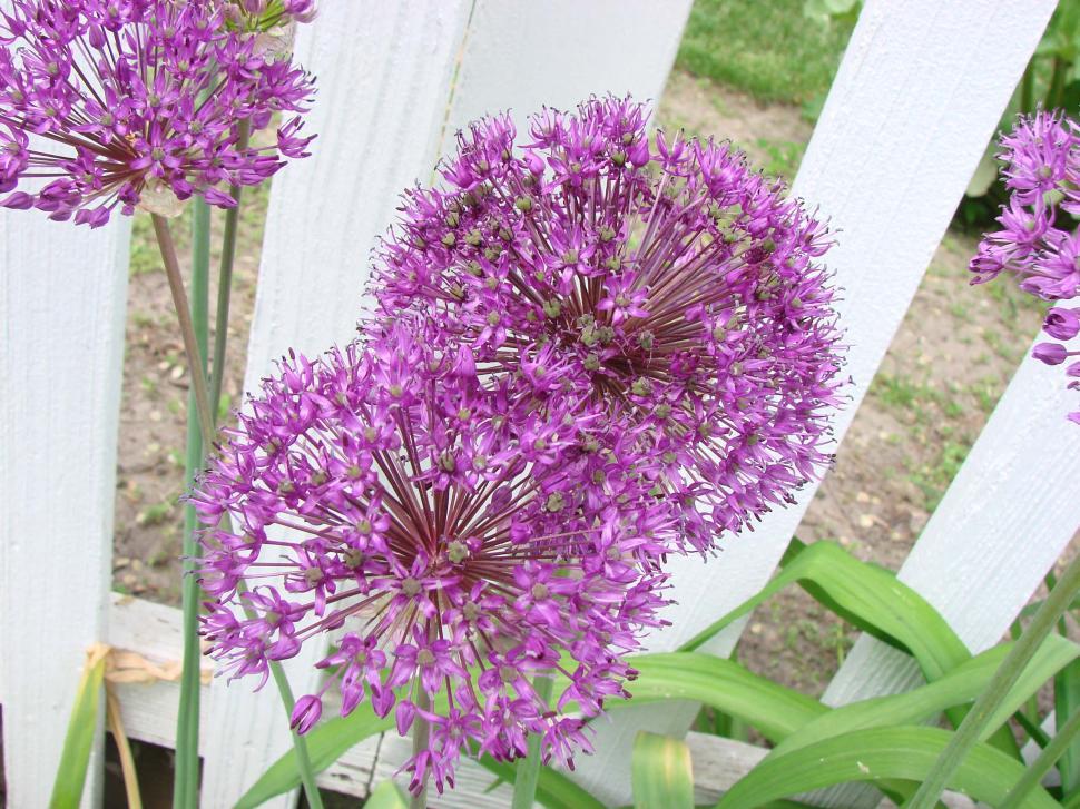Free Image of Purple Flowers Growing in Front of a White Picket Fence 