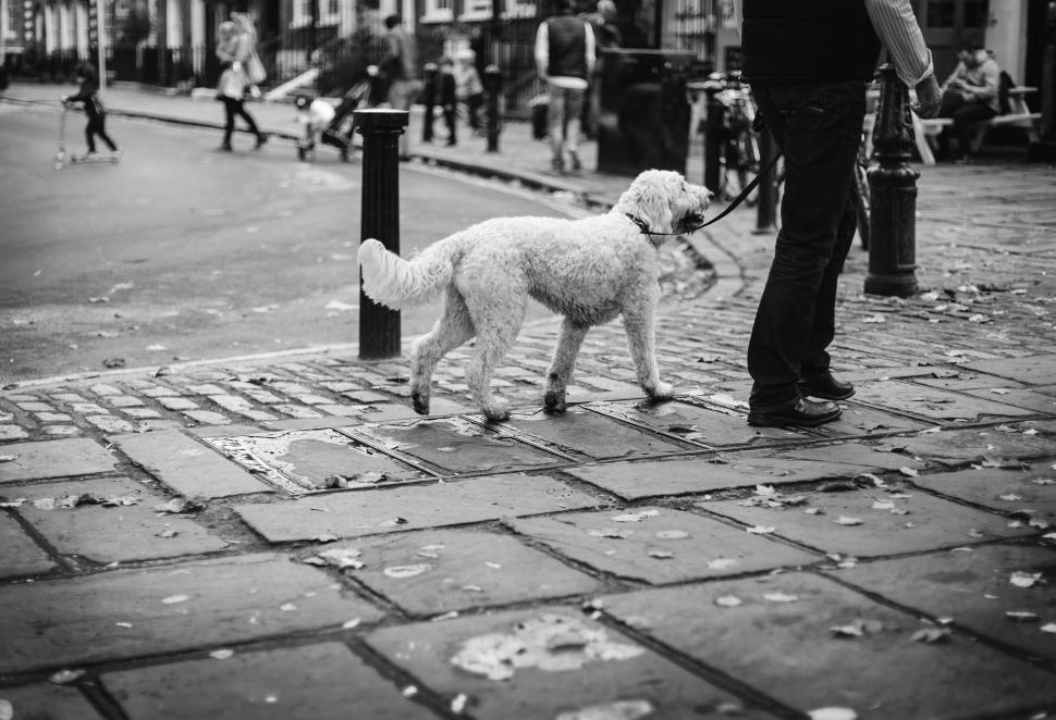 Free Image of Small White Dog Standing Next to Man on Sidewalk 