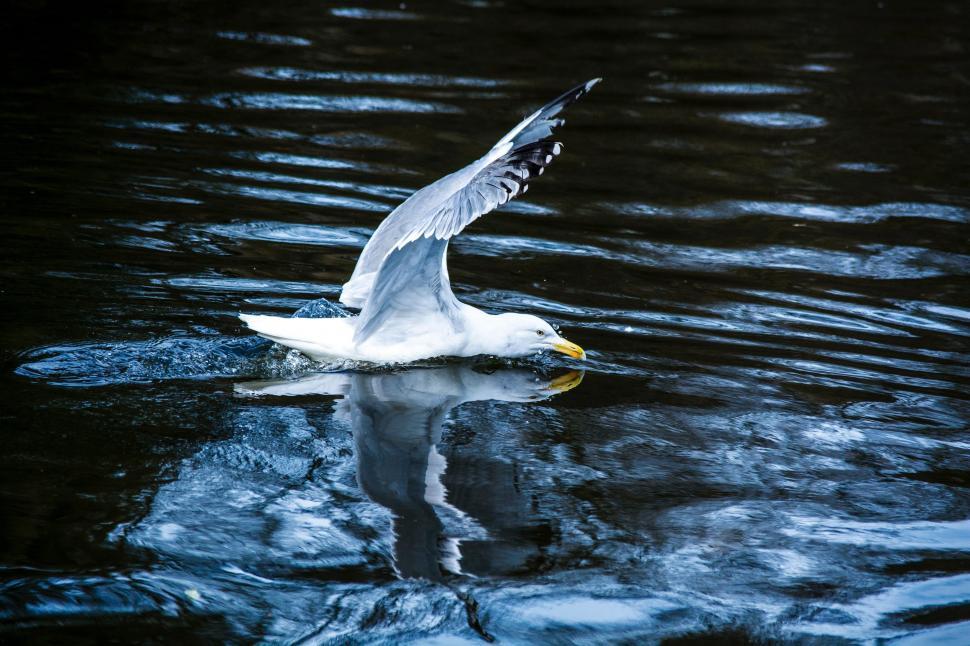 Free Image of White Bird Flying Over Body of Water 