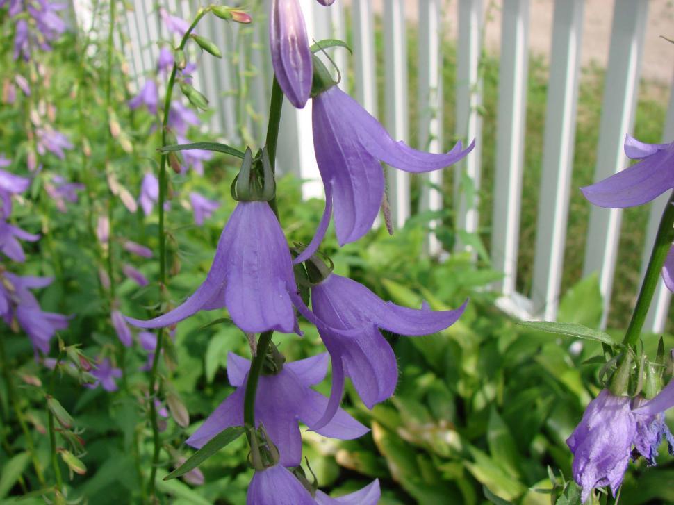 Free Image of A Bunch of Purple Flowers in a Garden 