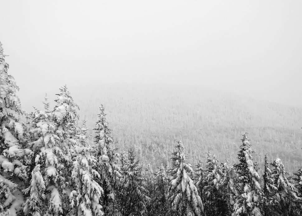 Free Image of Snow Covered Trees in Black and White 