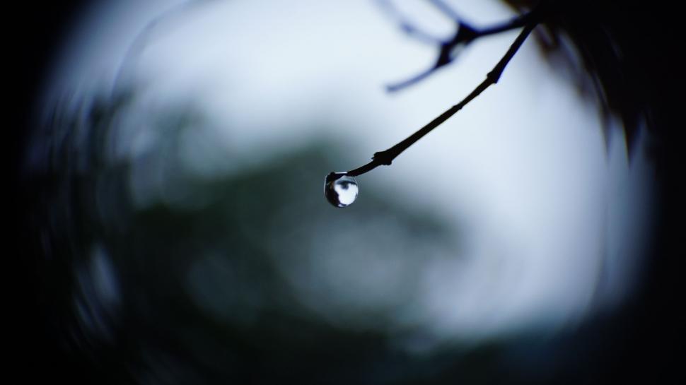 Free Image of Water Drop Suspended From Tree Branch 