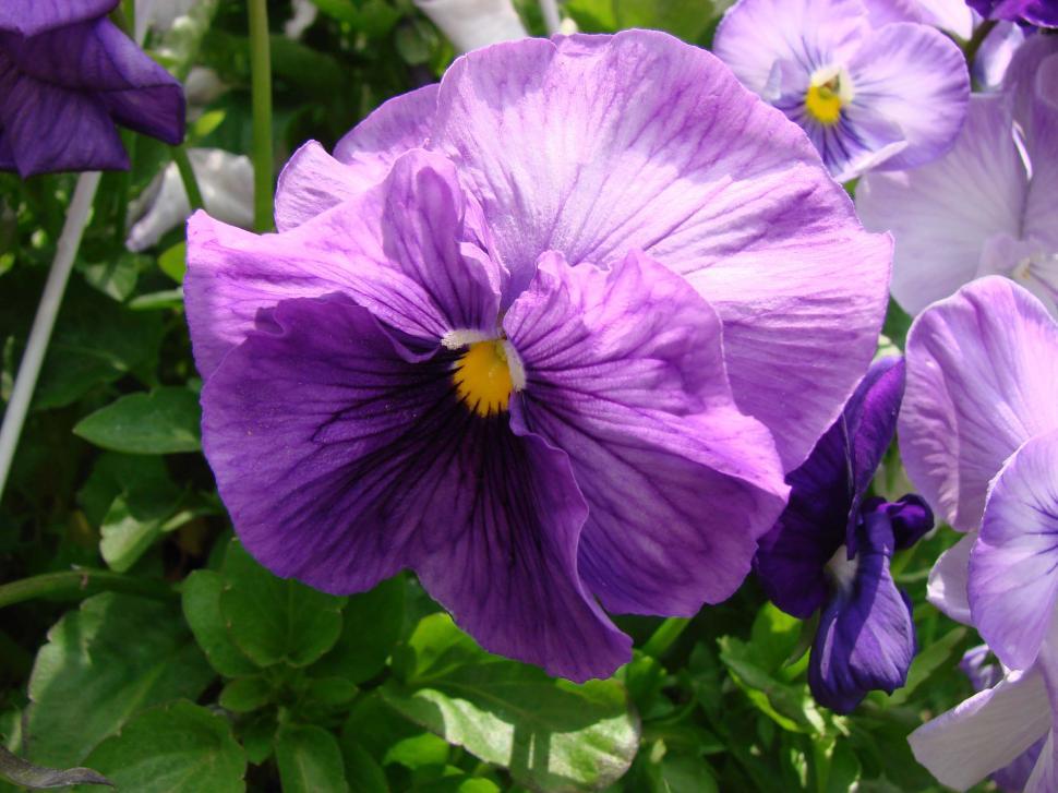 Free Image of Purple Pansies 