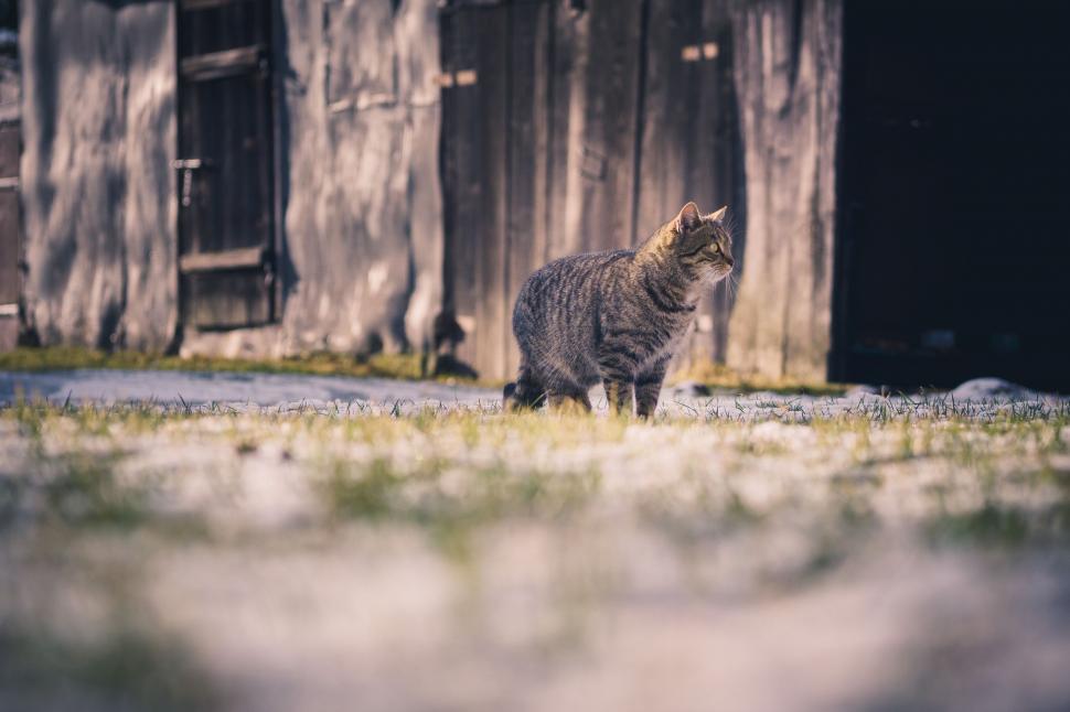 Free Image of Cat Standing in Front of Barn 