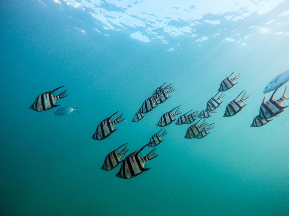 Free Image of Group of Fish Swimming in the Ocean 